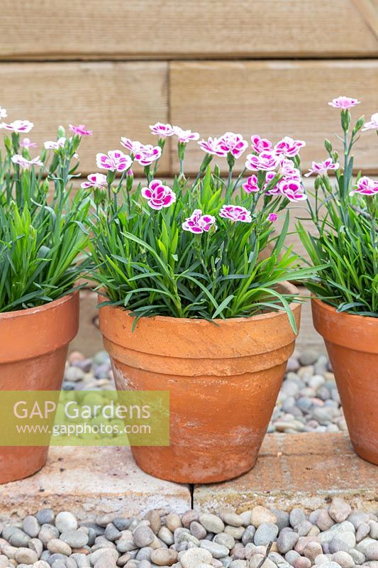 Dianthus - Pinks in three terracotta pots. 