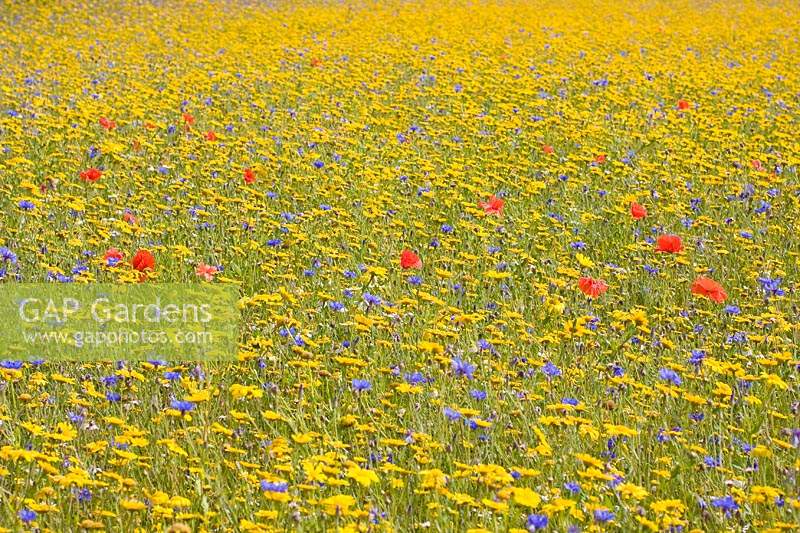 Papaver rhoeas - Common poppy with cornflower and corn marigold in wildflower meadow. 