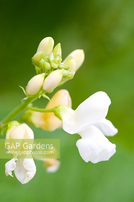 Phaseolus coccineus 'White Lady' - Runner Bean 'White Lady' 