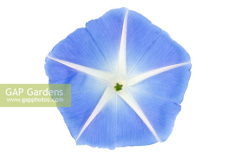 Ipomoea - Morning 'Glory' 'Heavenly Blue'