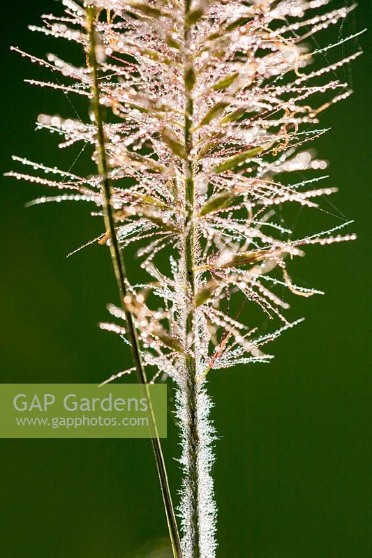 Pennisetum alopecuroides 'Hameln'  - Chinese fountain grass with dew