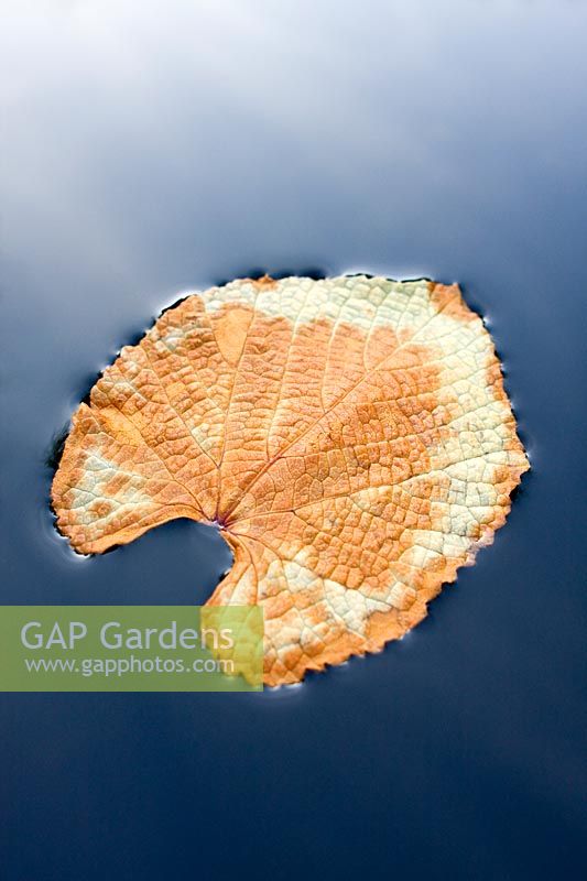 Vitis cognetiea - 'Autumn' vine leaf floating in pond