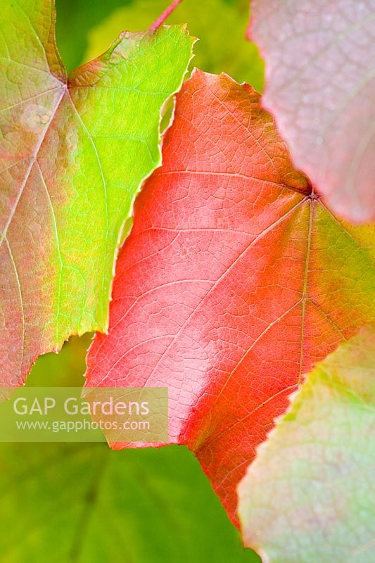 Vitis cognetiea - 'Autumn' vine leaf