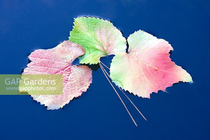 Vitis cognetiea - 'Autumn' vine leaves floating in pond