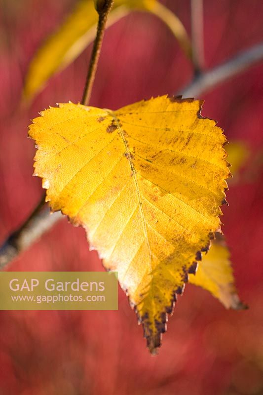 Betula utilis var. Jacquemontii 'Grayswood Ghost' 'Autumn' leaf