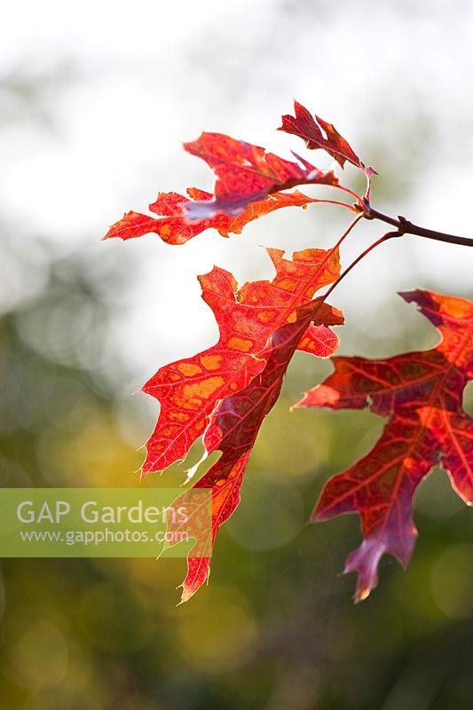 Quercus coccinea - 'Autumn' leaves