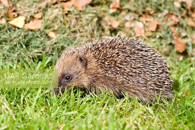 Erinaceus uropaeus - Young 'Hedgehog' on lawn by leaf mound