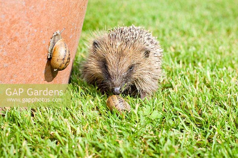 Erinaceus europaeus -- Young 'Hedgehog' eating snail by flower pot