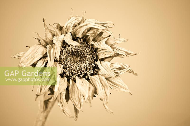 Helianthus annus -  faded sunflower