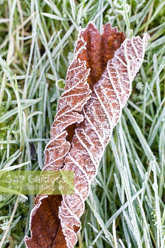 Frosted leaves on garden lawn. 