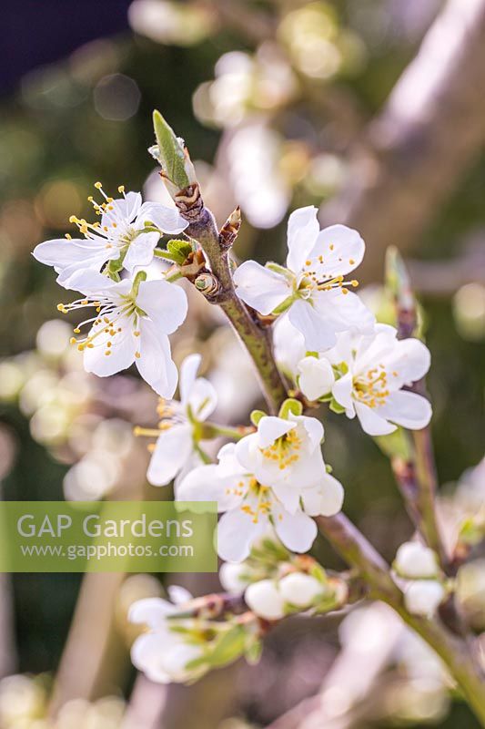Gap Gardens Prunus Domestica Victoria Victoria Plum Image