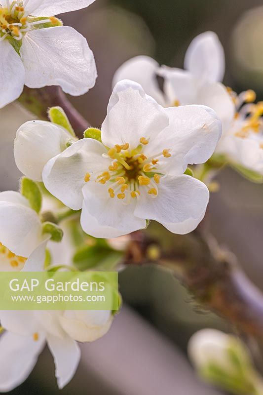 Gap Gardens Prunus Domestica Victoria Victoria Plum Image