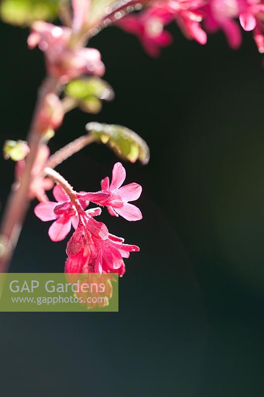 Ribes sanguineum - Flowering Currant