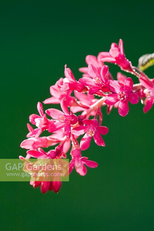 Ribes sanguineum - Flowering currant