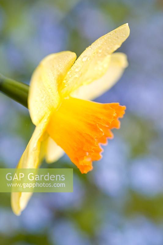Narcissus - Daffodil