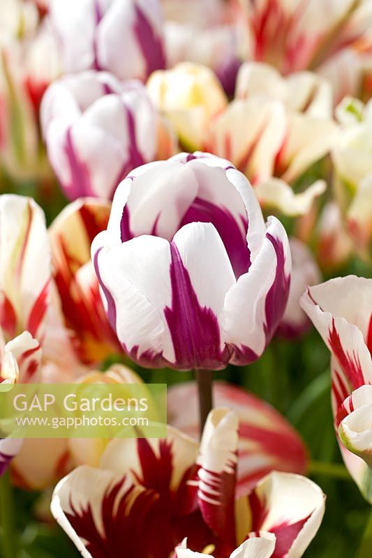 Tulipa - Old fashioned broken tulips