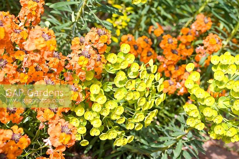 Erysimum and Euphorbia myrsinites - Wallflower and Myrtle spurge
