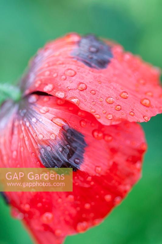 Papaver commutatum - 'Ladybird' poppy
