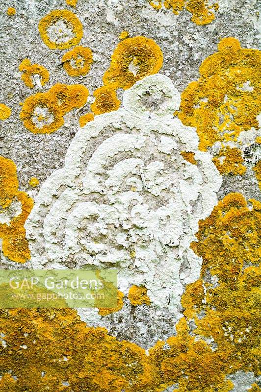 Lichens on gravestone