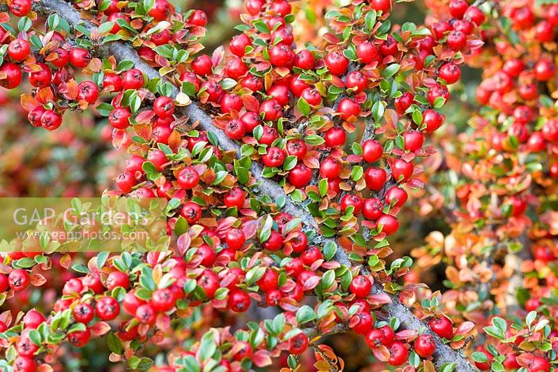 Cotoneaster 'Horizontalis' - Berries