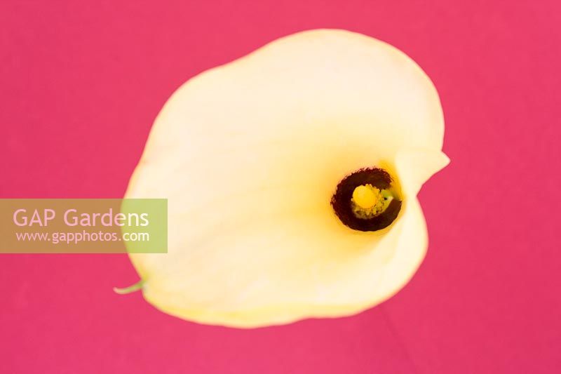 Zantedeschia - Arum lily