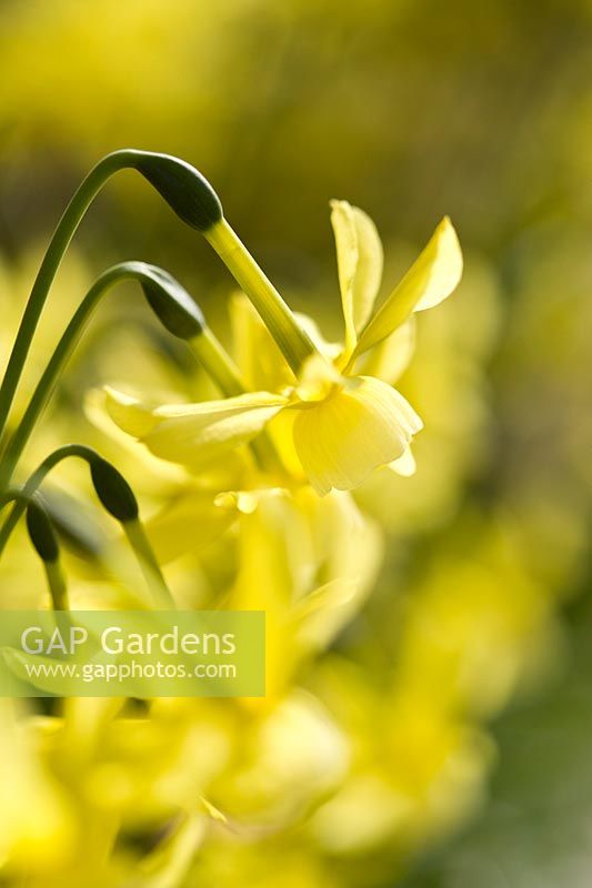 Narcissus jonquilla - Jonquil Daffodil 