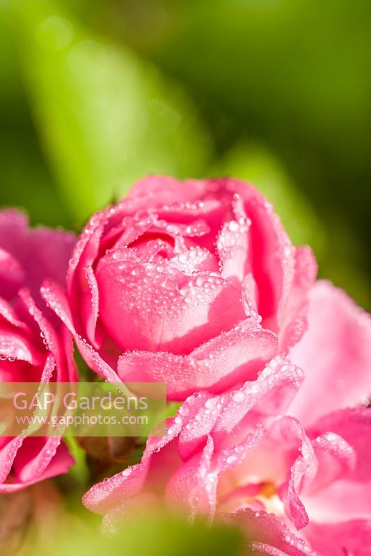 Rosa - Dew on pink miniature Rose flower