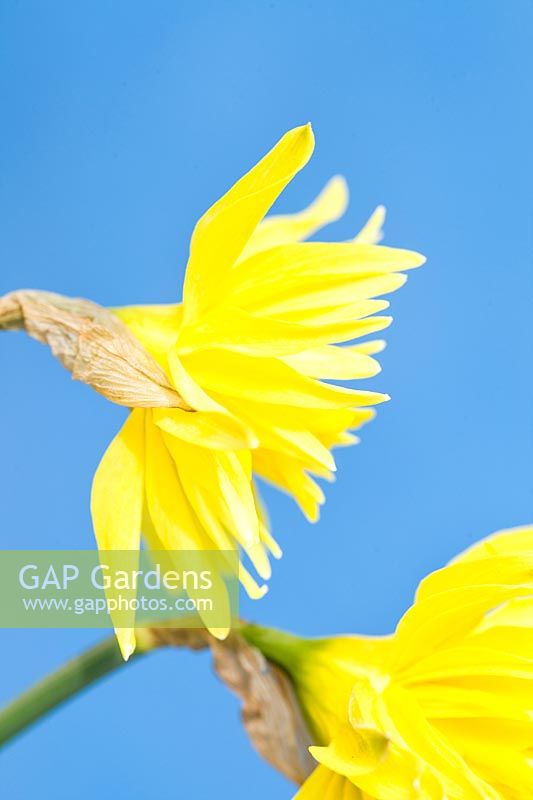 Narcissus 'Rip van Winkle' - Daffodil 'Rip van Winkle'