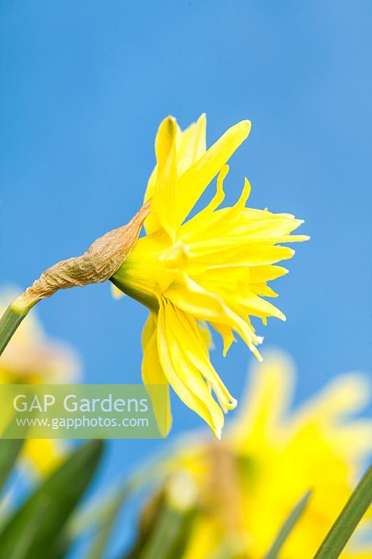 Narcissus 'Rip van Winkle' - Daffodil 'Rip van Winkle'