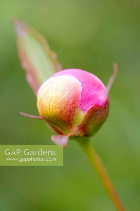 Paeonia lactiflora 'Bowl of Beauty' - Peony 'Bowl of Beauty'