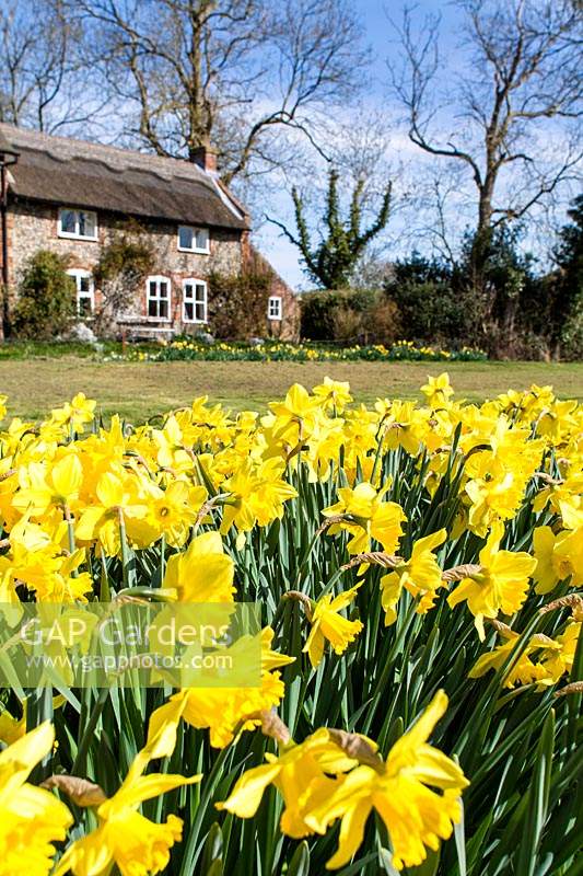 Narcissus - Daffodils in cottage garden.