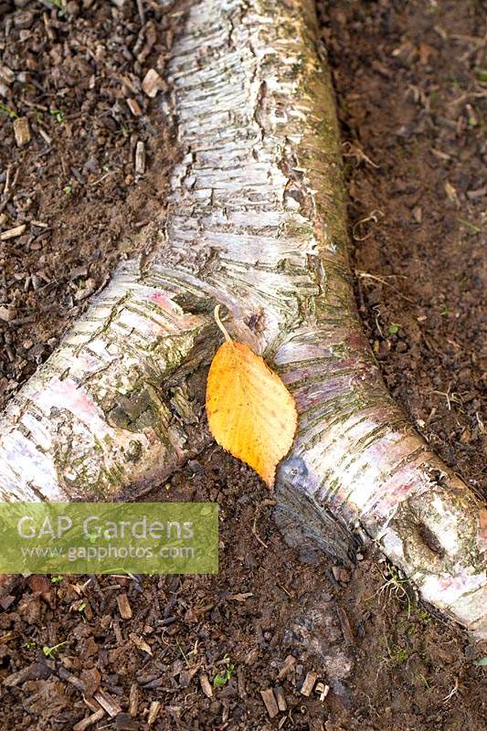 Betula 'Pendula' - Autumn fallen leaf laying on exposed birch root