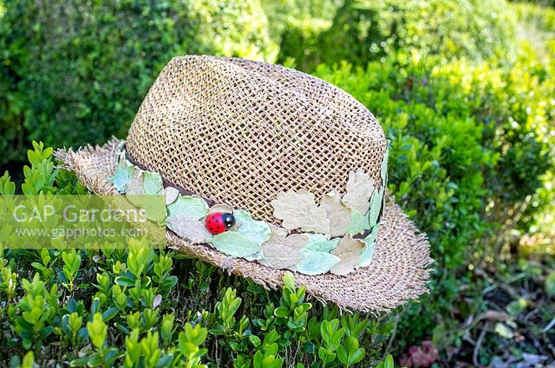 Gardener's straw hat on Buxus hedge. 