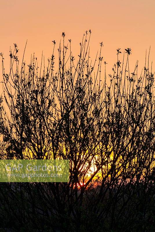 Sunset behind hedgerow branches.