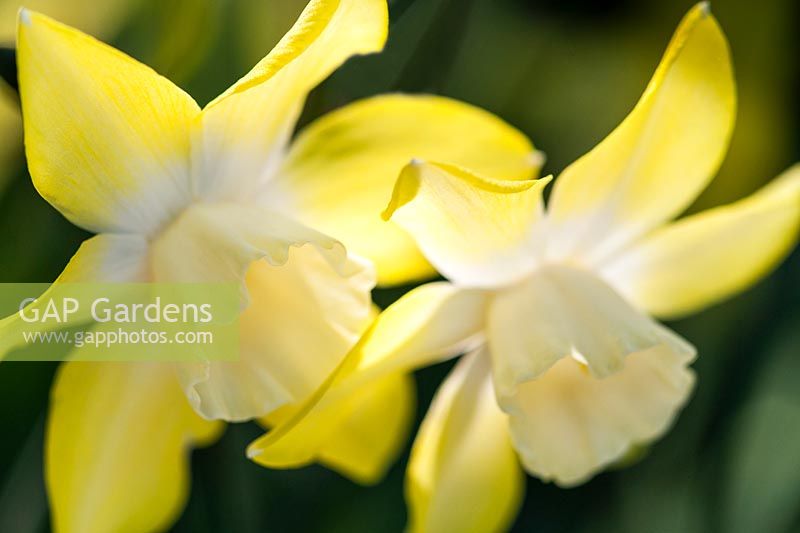 Narcissus 'Pipit' - Jonquil 'Pipit'