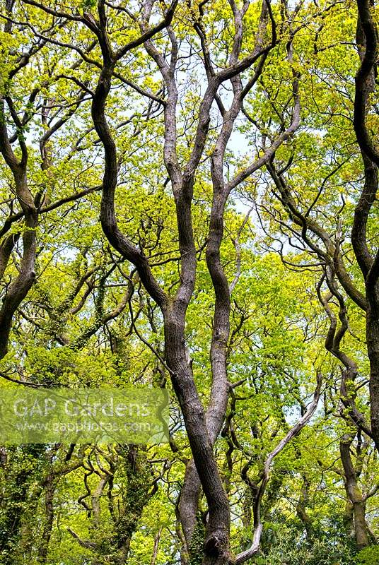 Quercus - Oak tree trunks with Spring foliage