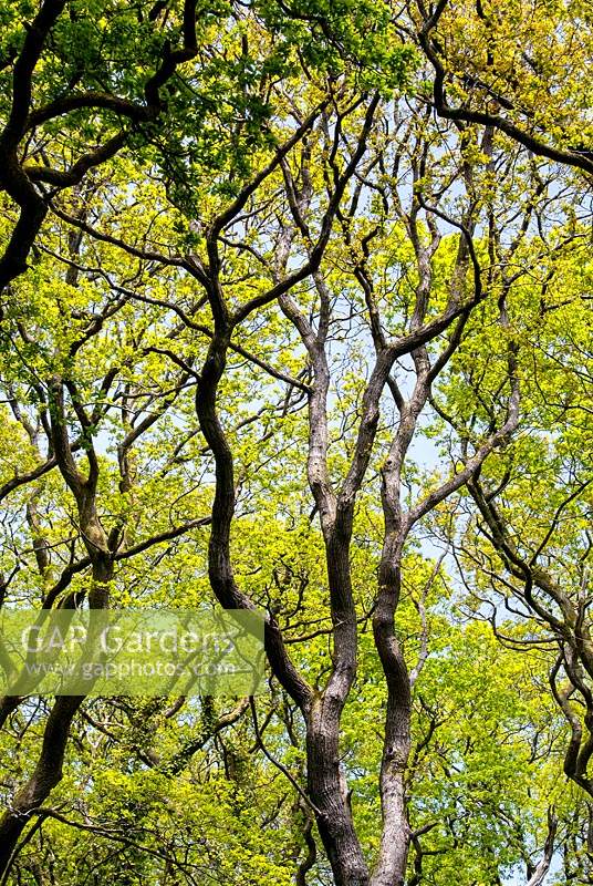 Quercus - Oak trees with Spring foliage 