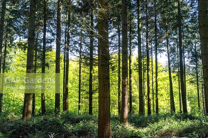 Pine Woodland with deciduous trees -Bacton Woods, Norfolk