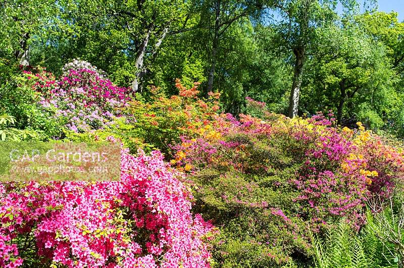 Rhododendrons and Azaleas in a summer border