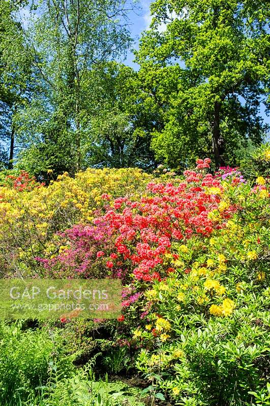 Rhododendrons and Azaleas in a summer border