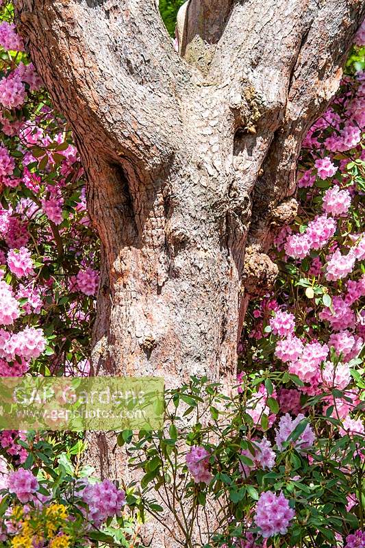 Pinus sylvestris trunk with Rhododendrons