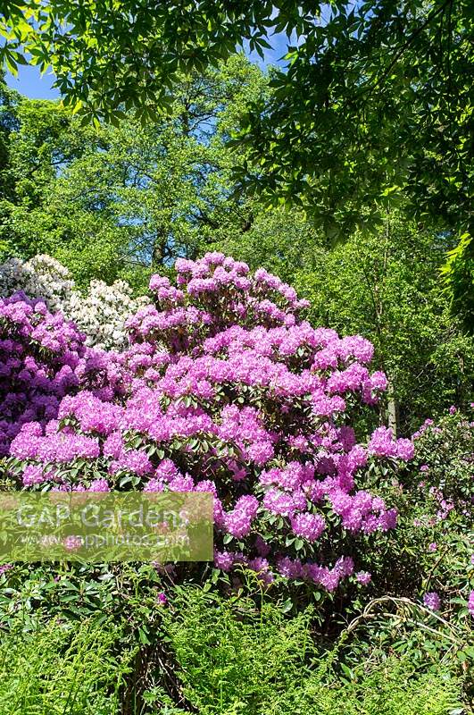 Rhododendrons in a woodland garden