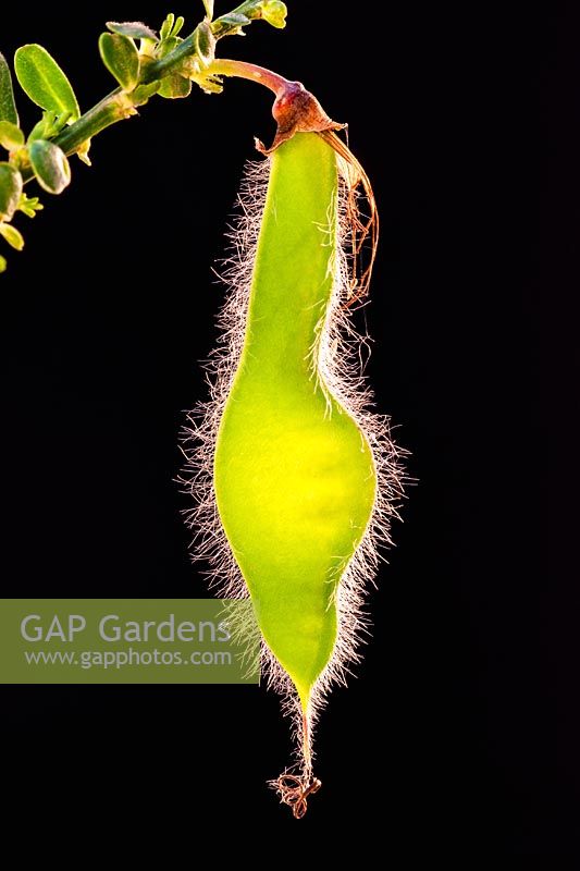 Cytisus scoparius 'Firefly' - Seed pod