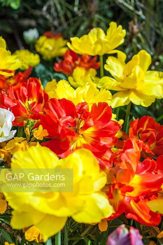 Tulipa - Yellow and red dwarf tulips