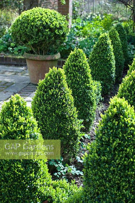 Rows of clipped Buxus edging