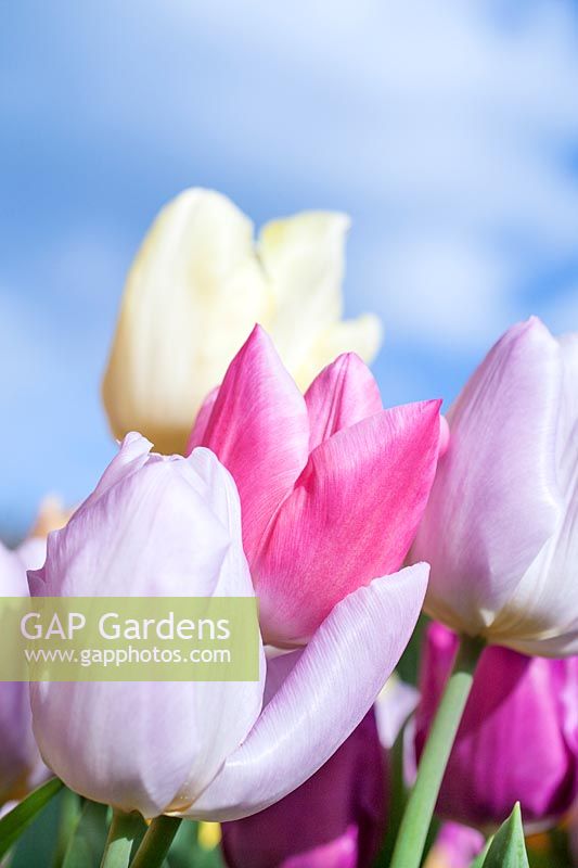 Mixed tulips in pastel shades