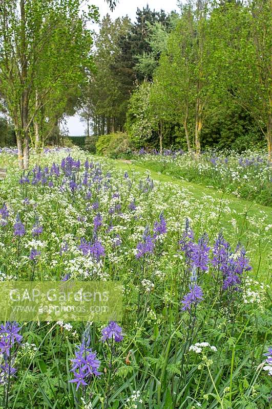 Camassia cusickii with Anthriscus sylvestris and white narcissus in wild garden planting