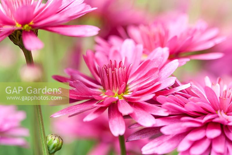 Argyranthemum frutescens daisy crazy 'Summersong Dark Rose'