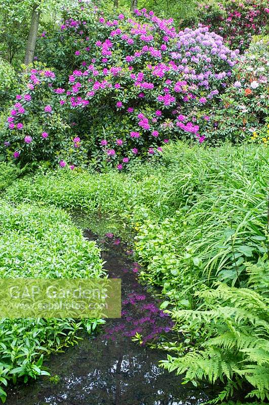 Stream edged with Ferns and Rhododendrons 