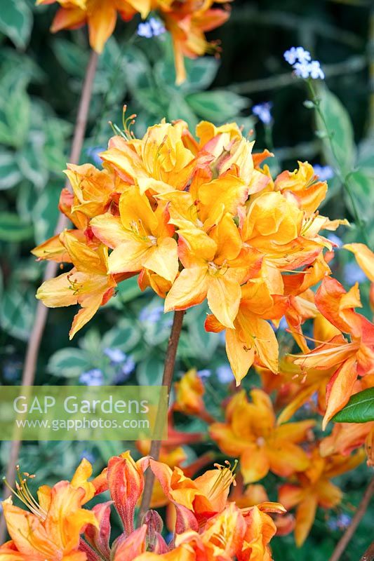 Rhododendron - Azalea 'Golden Eagle' - Knap Hill Hybrid 